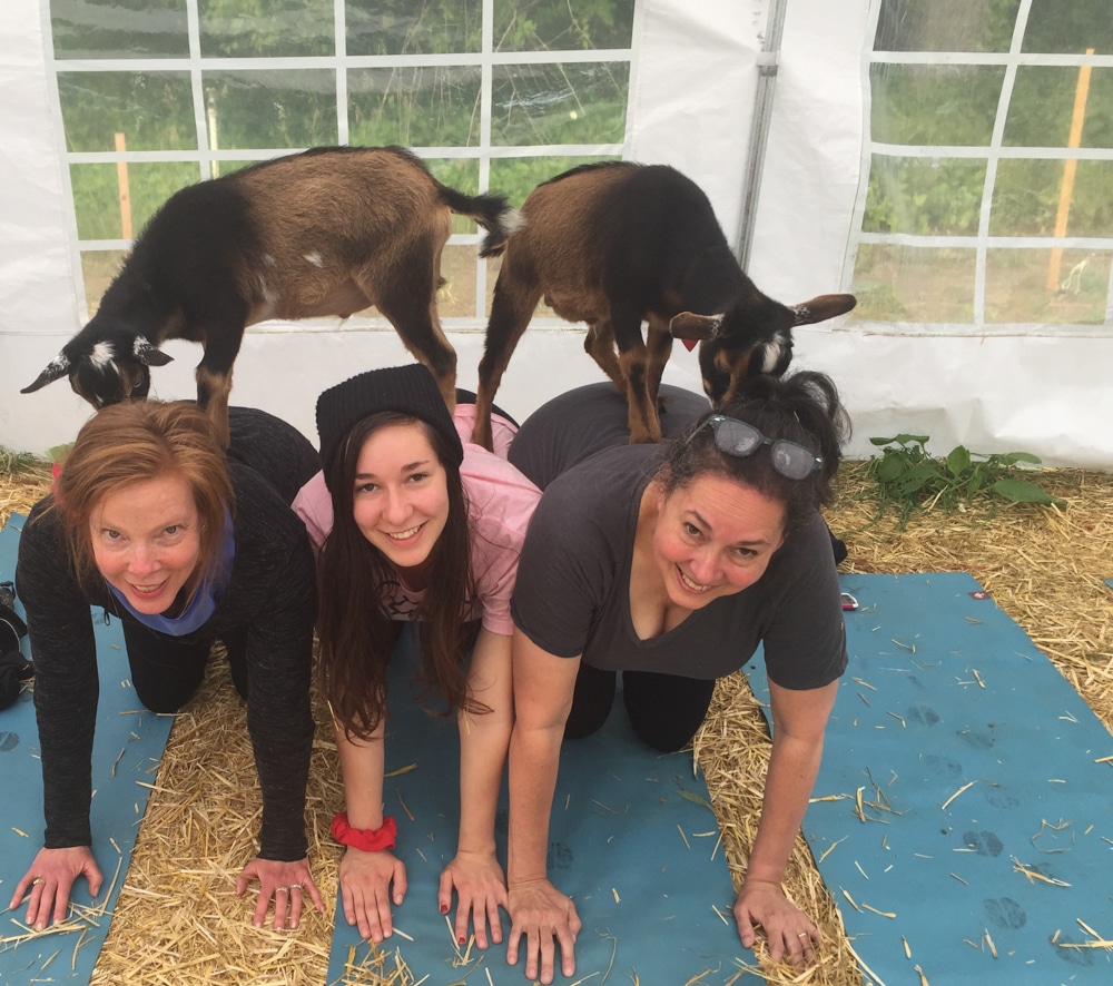 Goat yoga.