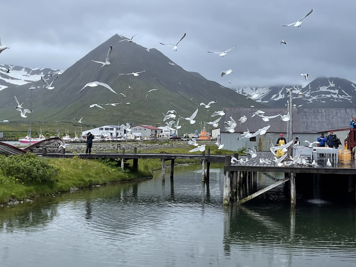 Birds Flocking Adjacent to Live Herring Demonstration in Siglufjordur.