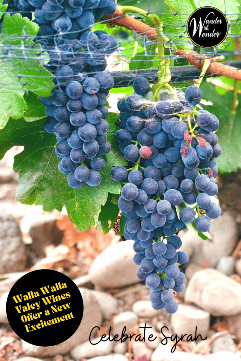 Walla Walla Valley Wines offer new tastes, textures, colors, and excitement. It's a bit like discovering new styles to add to your wardrobe.