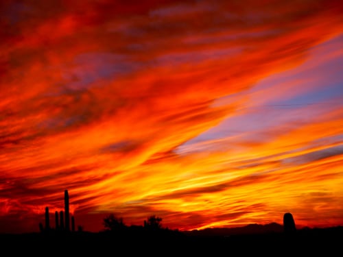 Saguaro Sunset