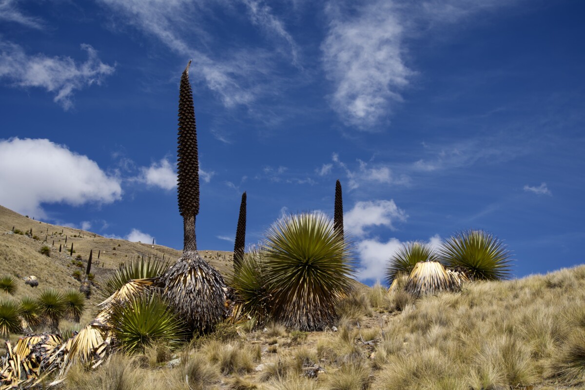 Head to Huaraz for One of the Best Hikes in Peru 4 Puya raimondii on one of the best hikes in Peru.