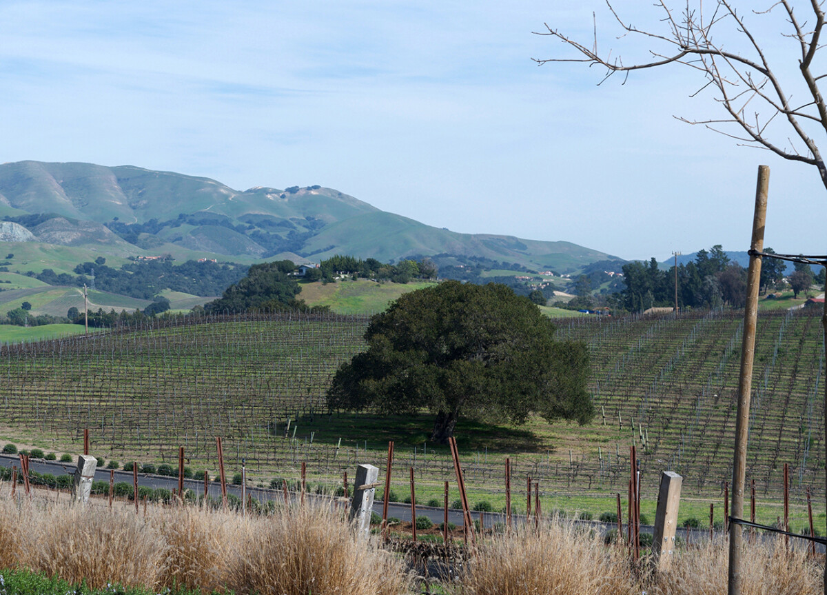 Vineyards in the Edna Valley sub-AVA of SLO Coast AVA © Cori Solomon