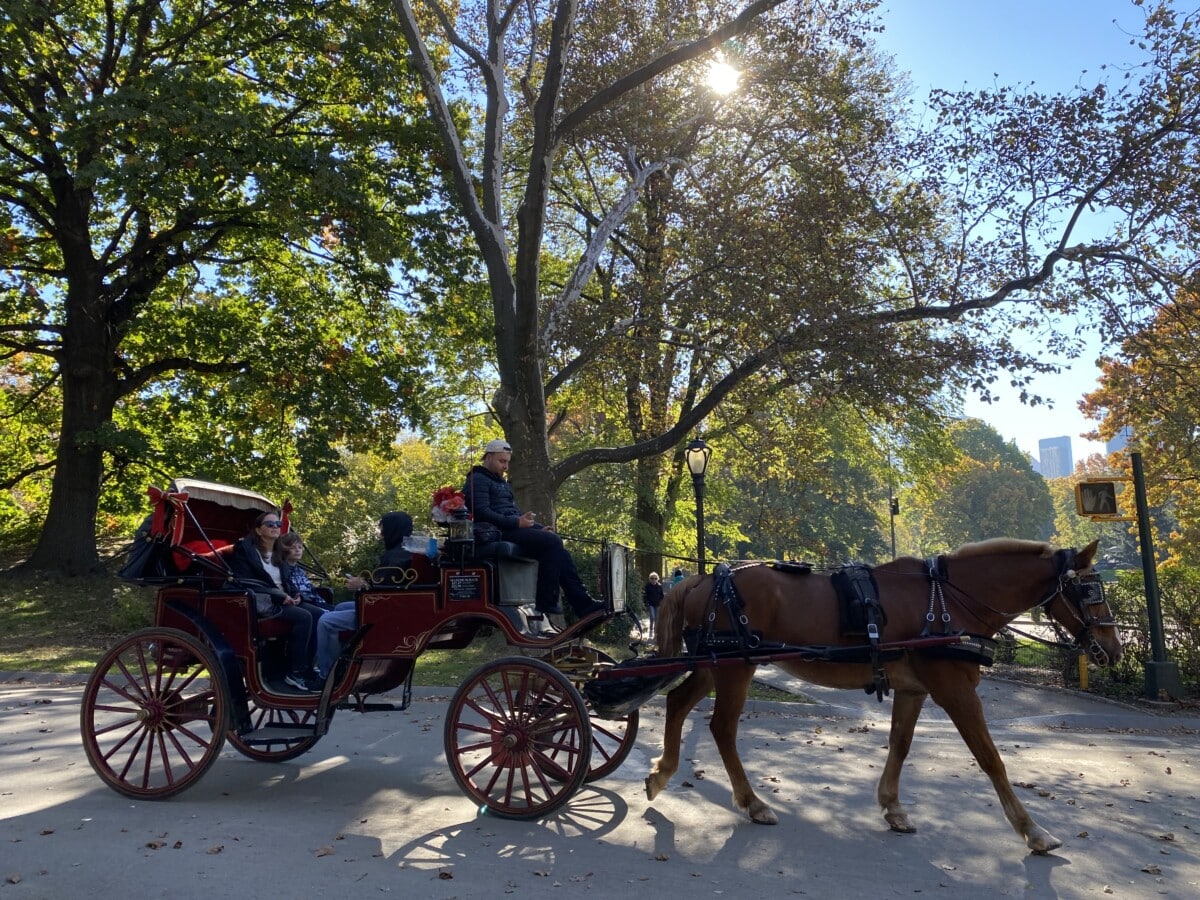 A carriage ride in Central Park.