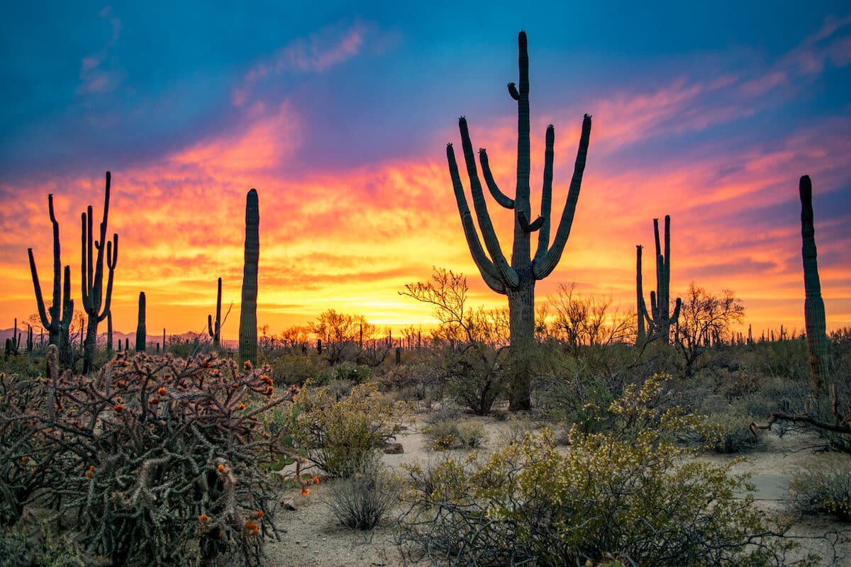 Saguaro National Park, Tucson, AZ