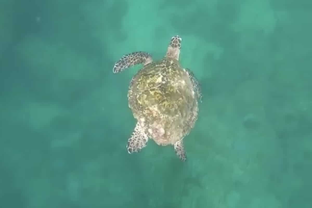 Things to do when you visit Oman, go snorkeling.