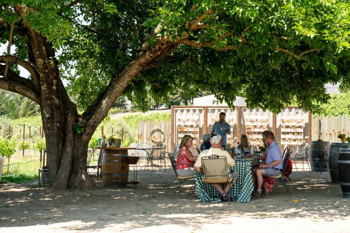 Amista Vineyard's backyard.