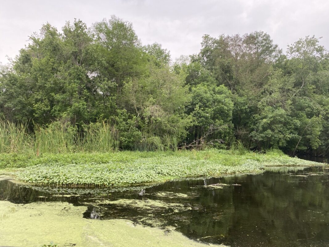 Discovering Crystal River: Florida's Nature Coast 40 Crystal River Florida