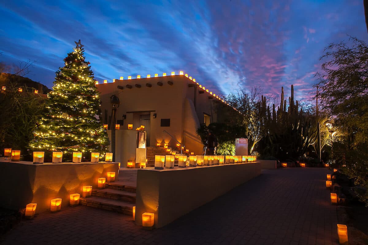 Luminarias and lighted Christmas tree at Desert Botanical Garden
