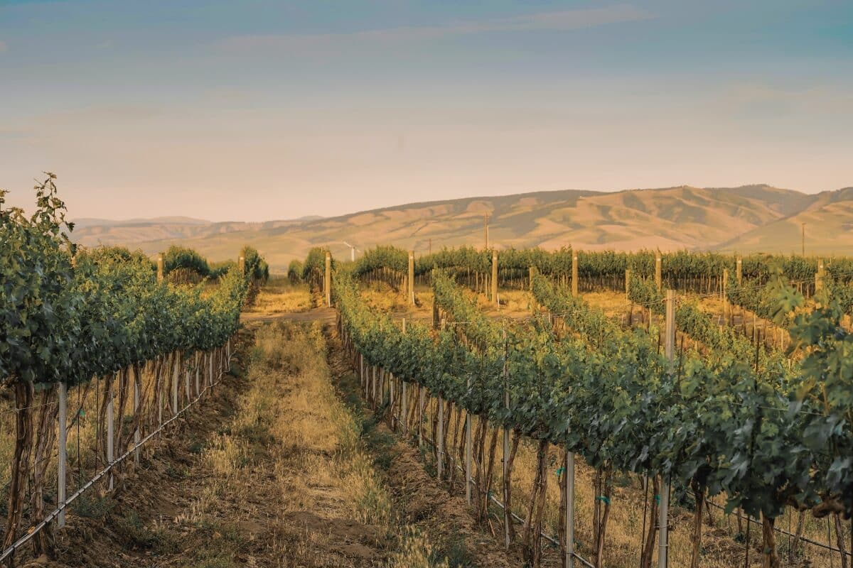 Washington Sparkling Wines