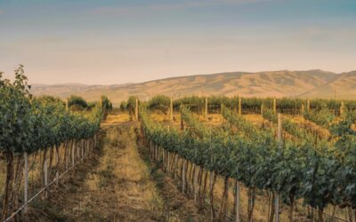 Washington Sparkling Wines