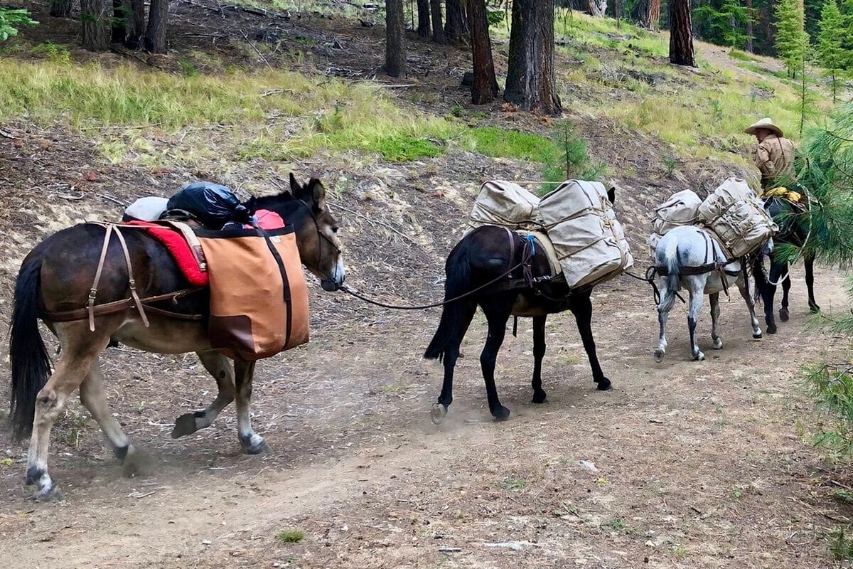 Glamping in Oregon Pack mules