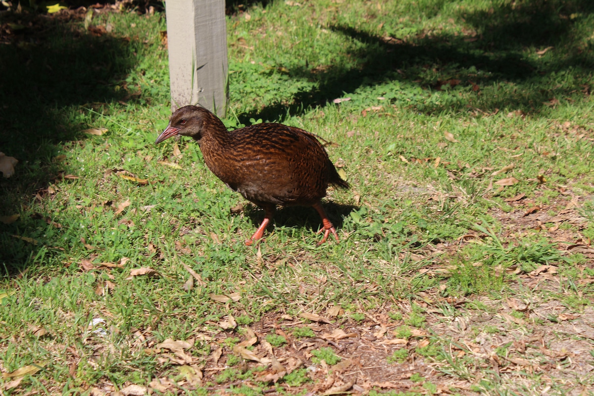 One of several wekas we saw on our hike.