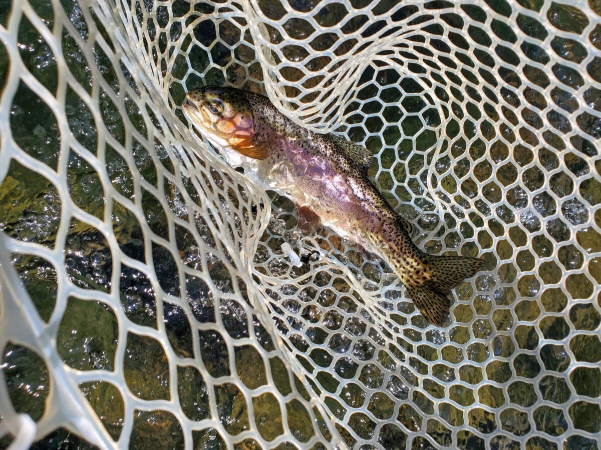 My first fish.