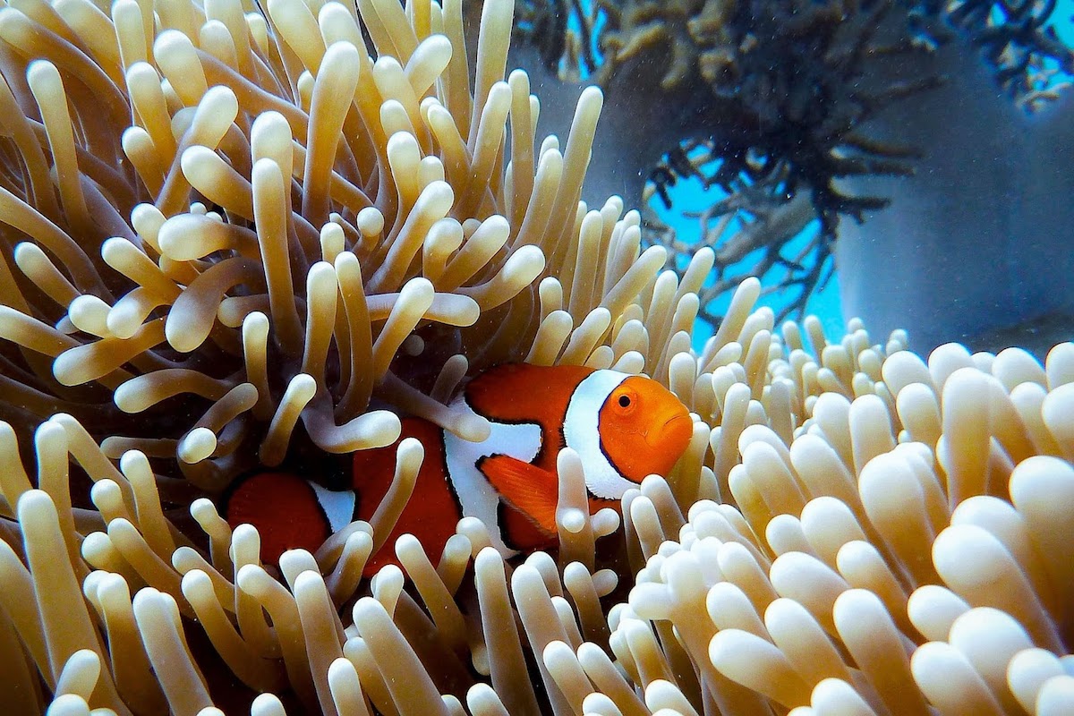 Visit Australia