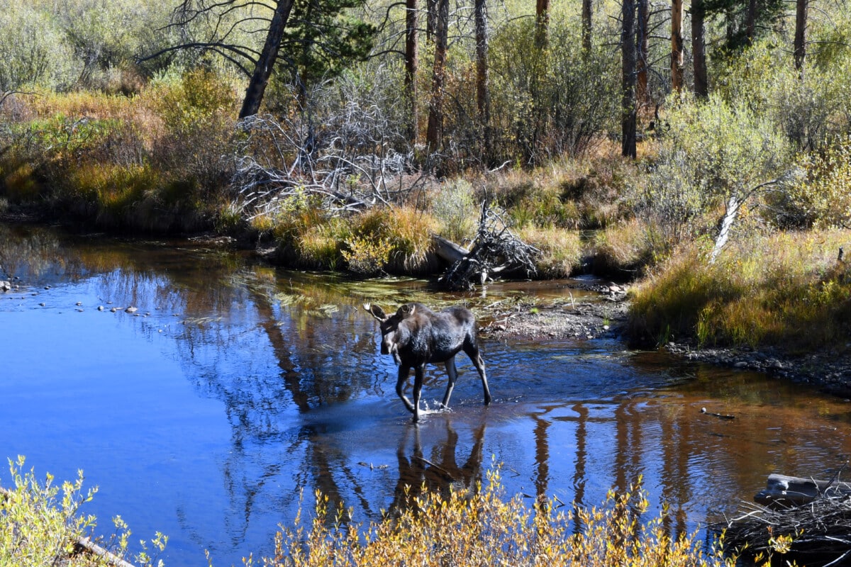 It's not uncommon to see wildlife like this elk while fly fishing in Colorado.