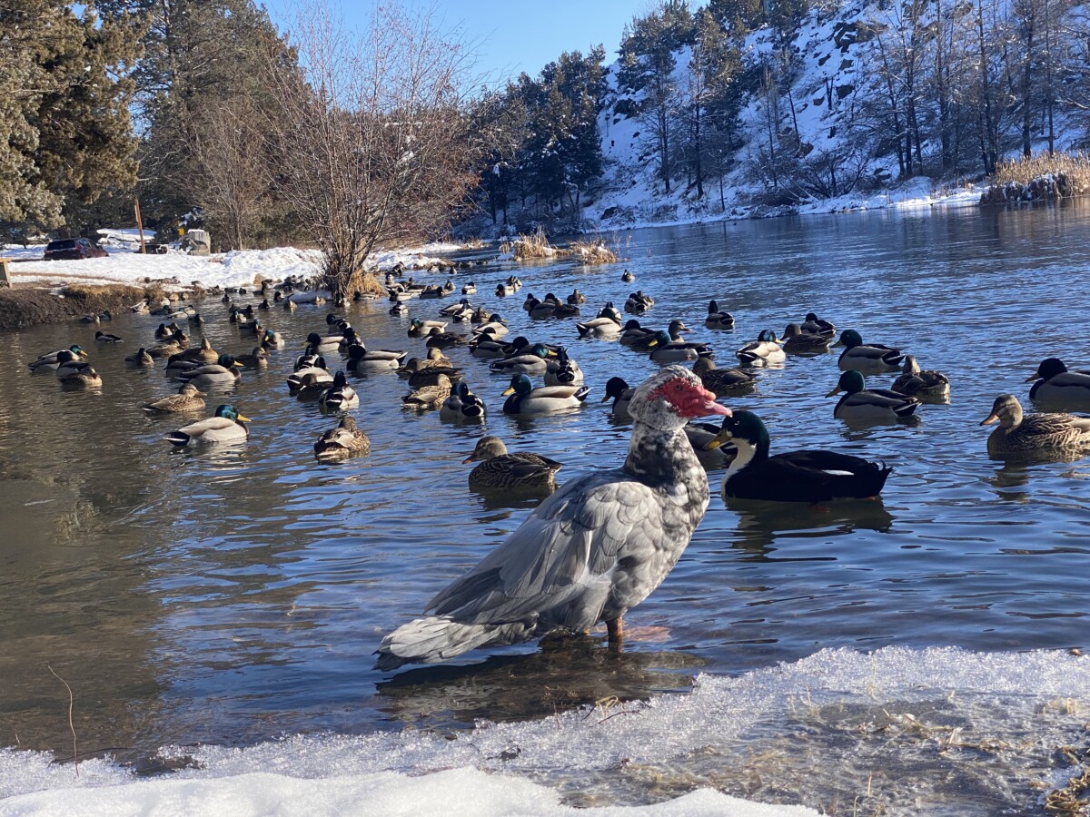 Wellness Retreat at SCP Redmond Hotel in Oregon 12 I wanted to take this friendly Muscovy duck home with me.