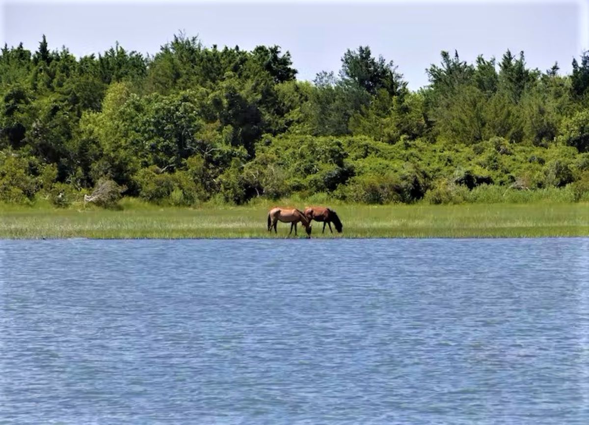 A Day in America’s Coolest Small Town: Beaufort, North Carolina 4 Horses are seen on the shore at Shackleford Island from The Crystal Coast Lady boat tour during a day in America's coolest small town: Beaufort, North Carolina.