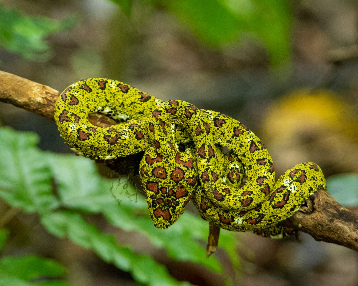 Eyelash viper, part of Costa Rica's wildlife.