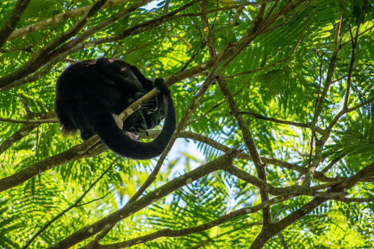 Costa Rica wildlife, an howler monkey.