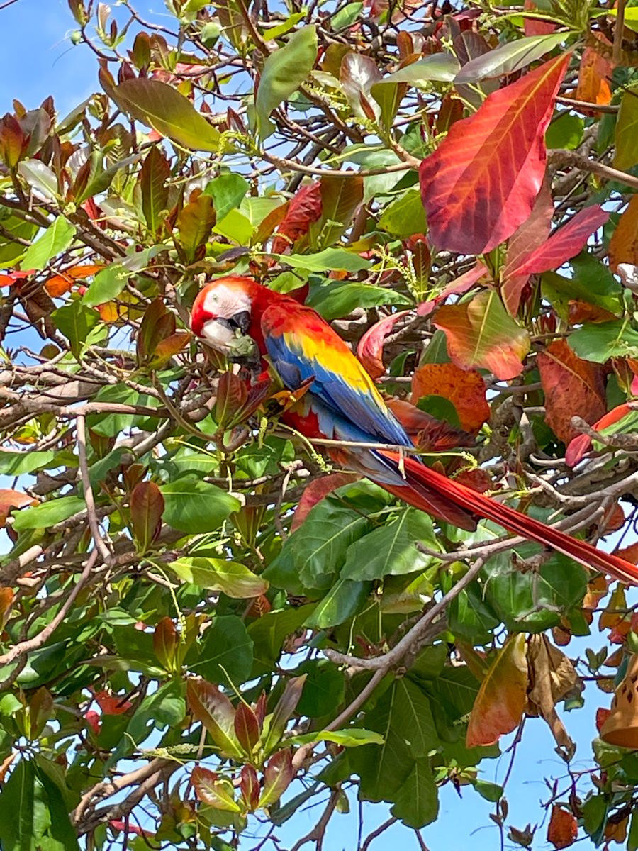 One of two macaws in the tree at Punta Islita.