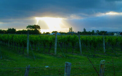 New Zealand in Pictures