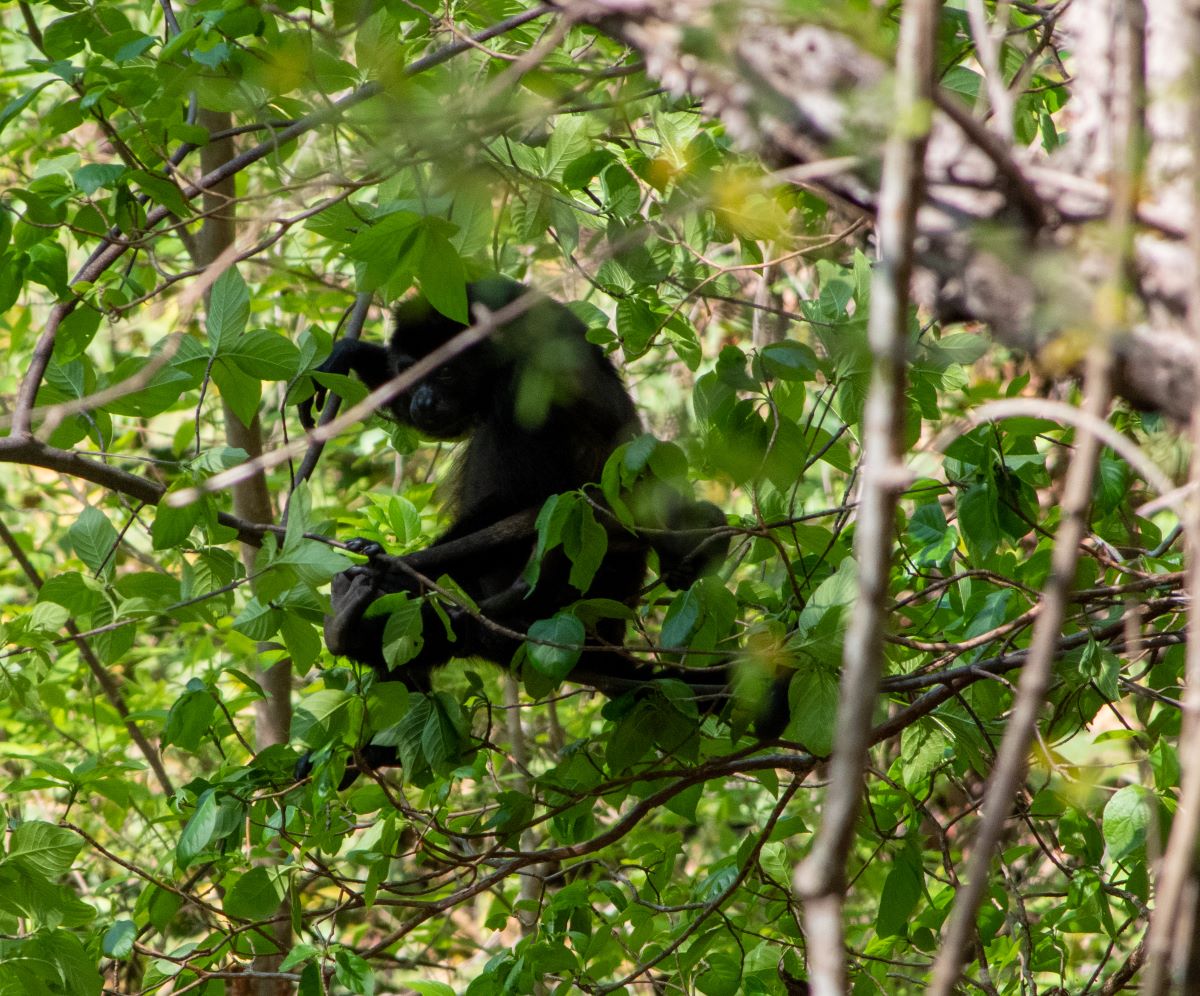 Monkey at the Four Seasons.