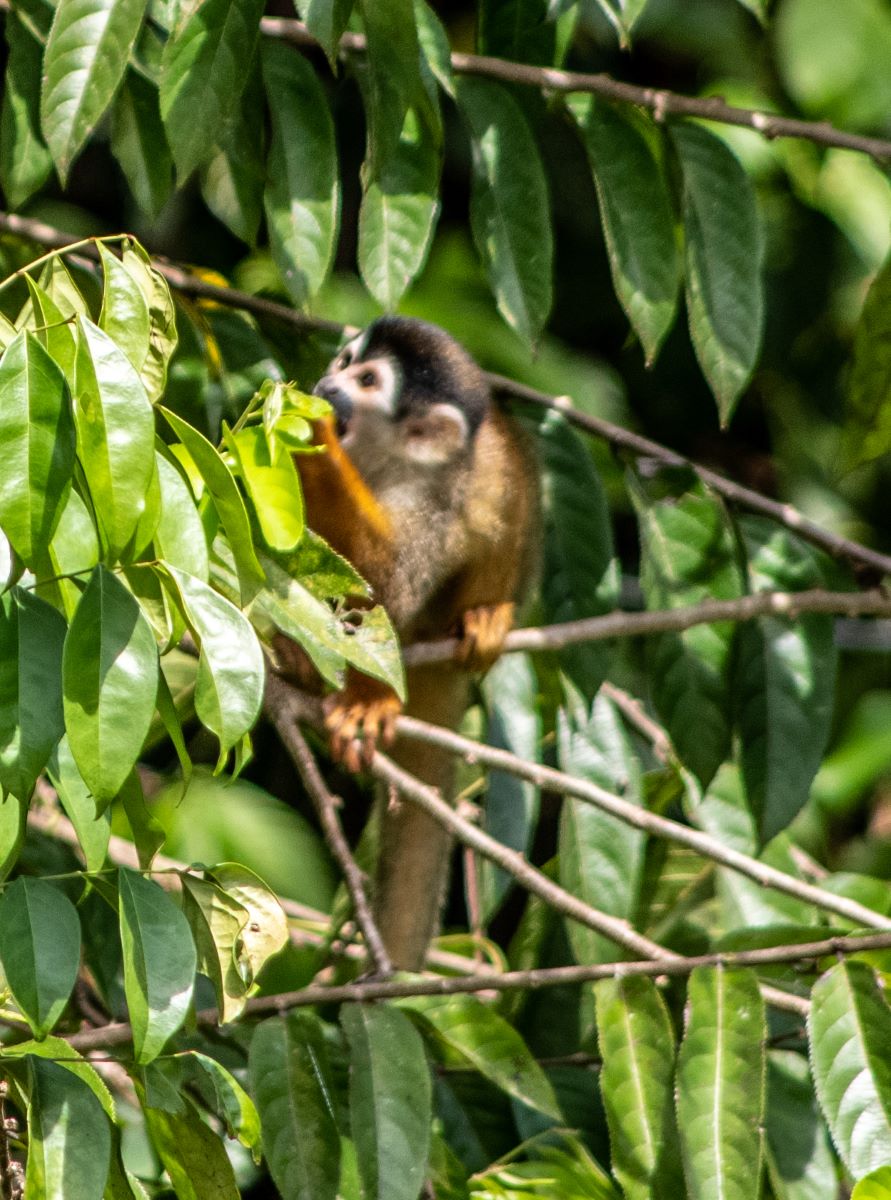 Spider monkey, another member of Costa Rica's wildlife.