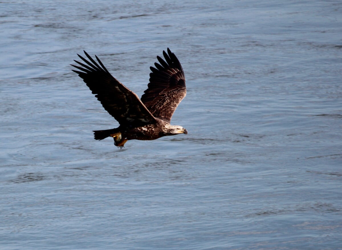 Bald eagles are all over near the Conowingo Dam on the Susquehanna River near Darlington.