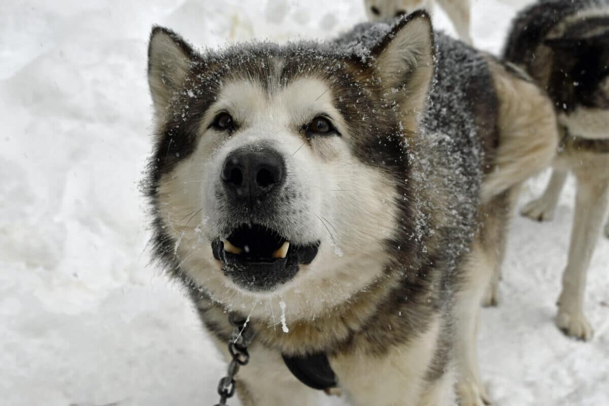 A Siberian Husky waiting to be petted in the snow.