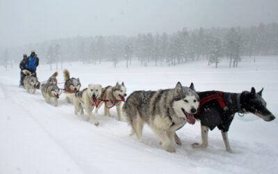Try Something New: Dog Sledding in Colorado