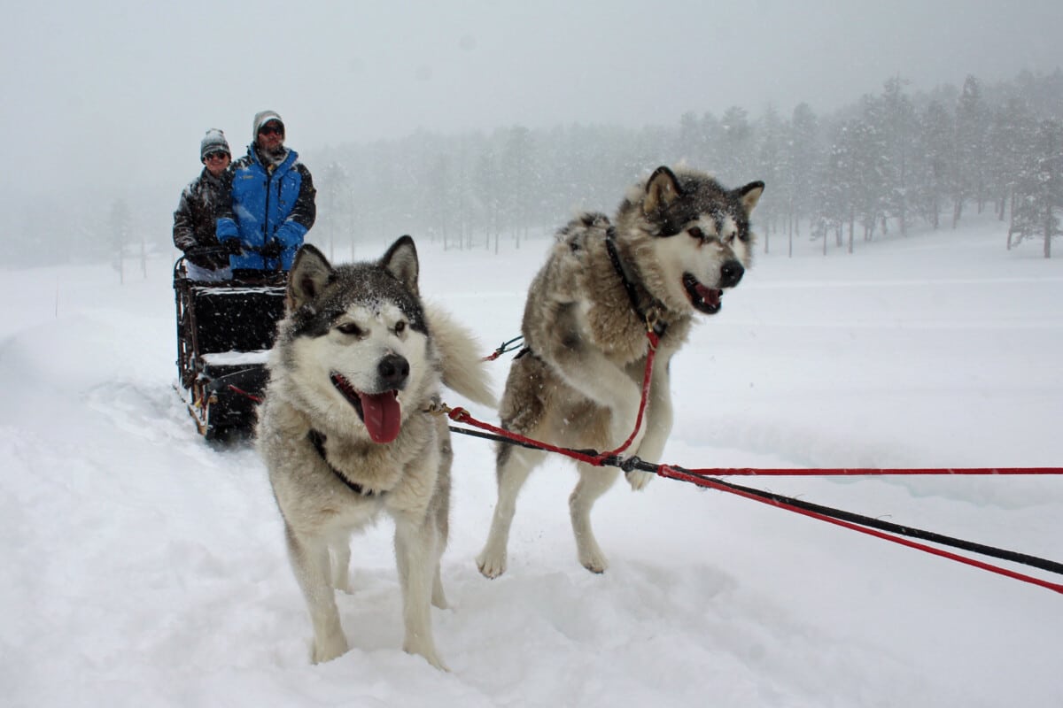 The dogs are eager to run when they hear, "Let's go!"