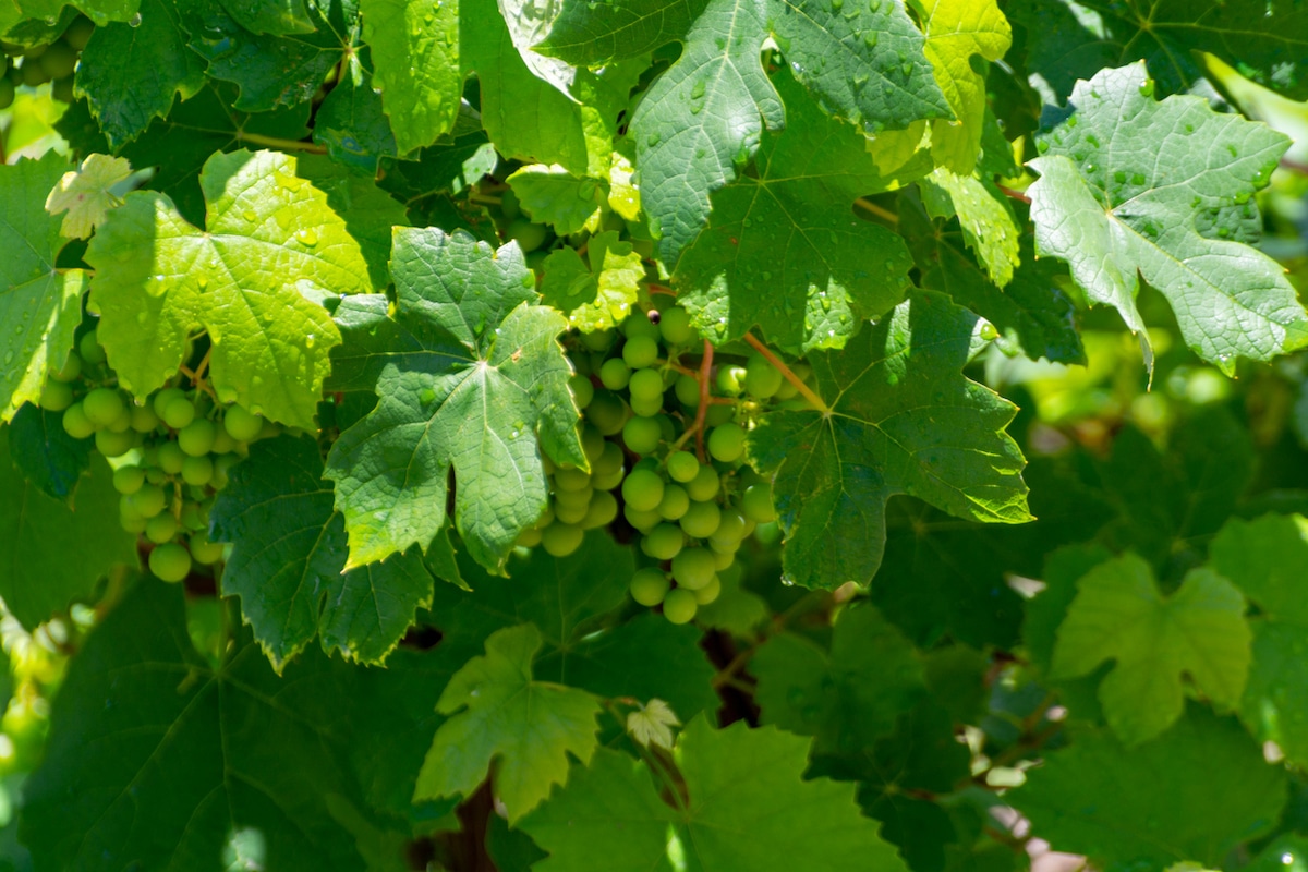 Pinot blanc grapes
