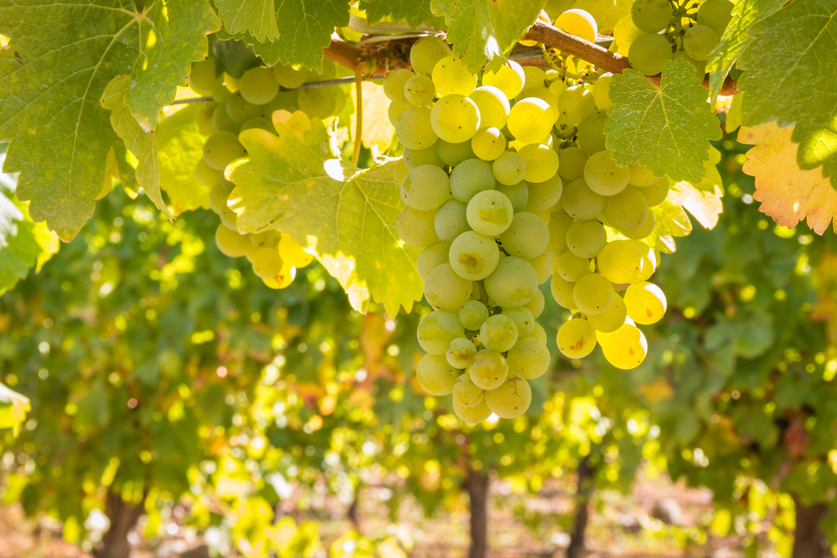 Burgundy Wines: An Introduction to the World of Fine Wine 5 Chadonnay Grapes