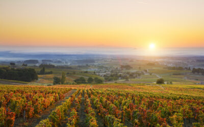 Burgundy Wines: An Introduction to the World of Fine Wine