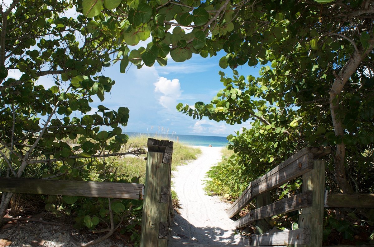 Beach view through the trees.