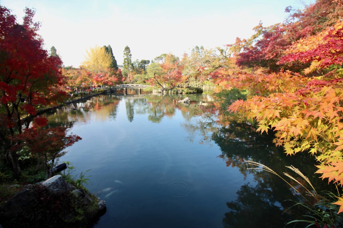 Our taxi driver guide took me to this pond on the Eikondo Temple grounds for a good shot. A favorite on my photo tour of Japan.