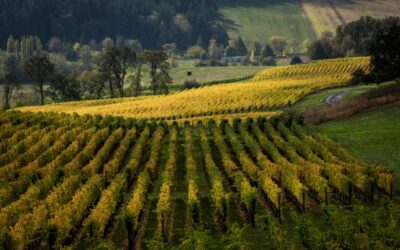 Oregon Wine Country via Amtrak