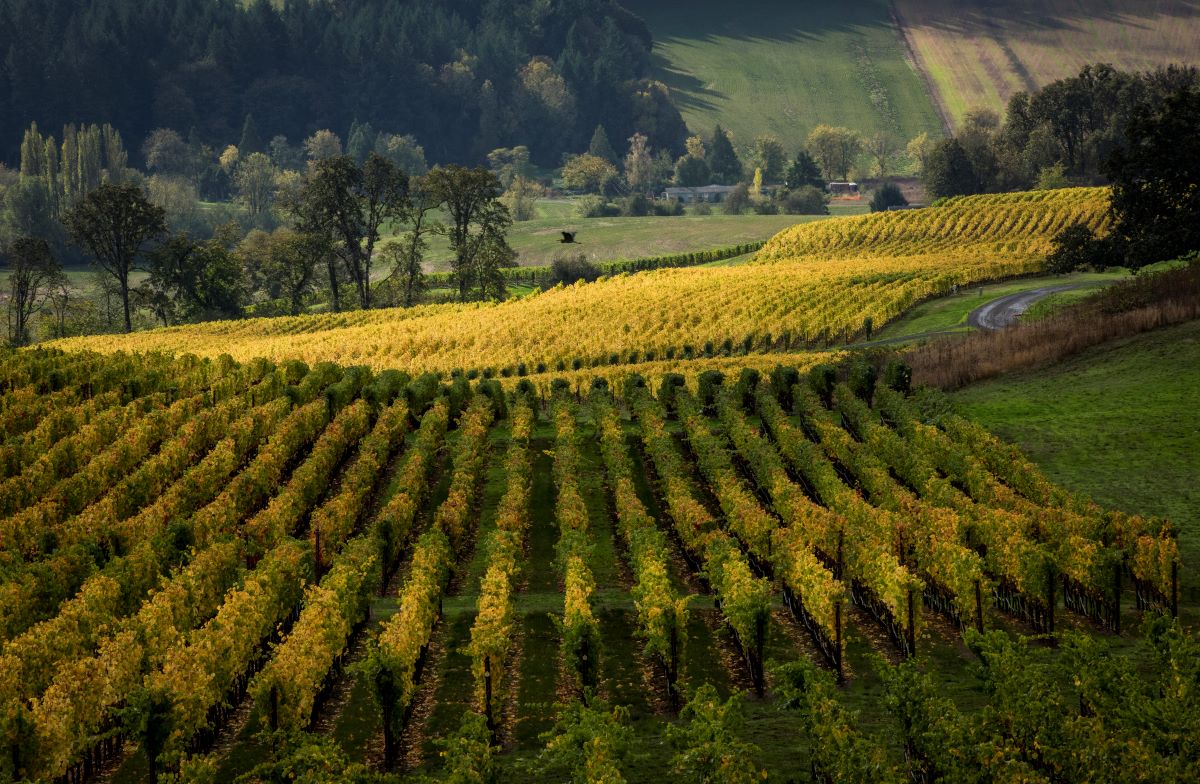 Oregon Wine Country via Amtrak
