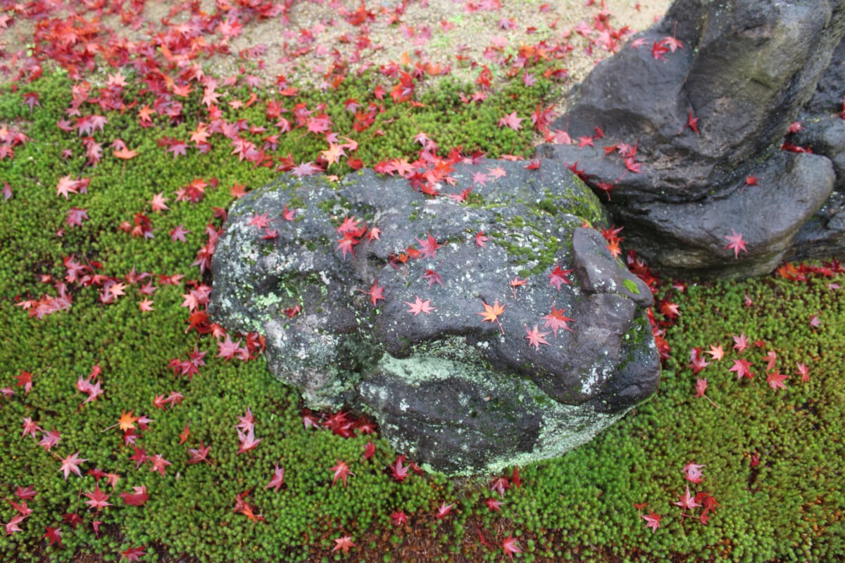 The Japanese love fall and cherry blossom season. We usually go during one or the other. Fall is Kyoto is fabulous for viewing the maple trees and fiery red leaves.
