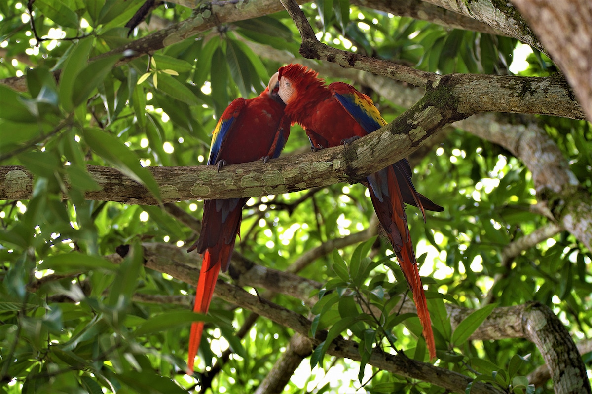 Manuel Antonio is world famous for the amount and diversity of its wildlife that enters suburban areas and dwellings.