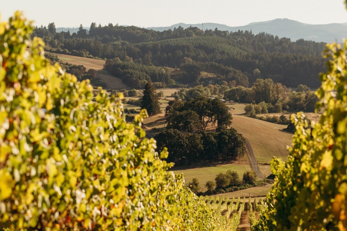 View of the Roe Vineyard.
