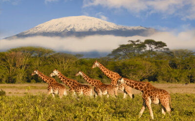 Discover Mount Kilimanjaro: Routes, Costs, and Booking