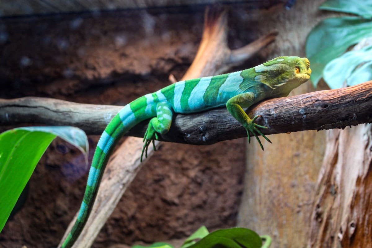 Banded Iguana at Zoo Atlanta ©Mary Charlebois min