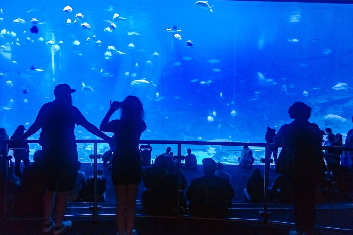Georgia Aquarium ©Mary Charlebois min