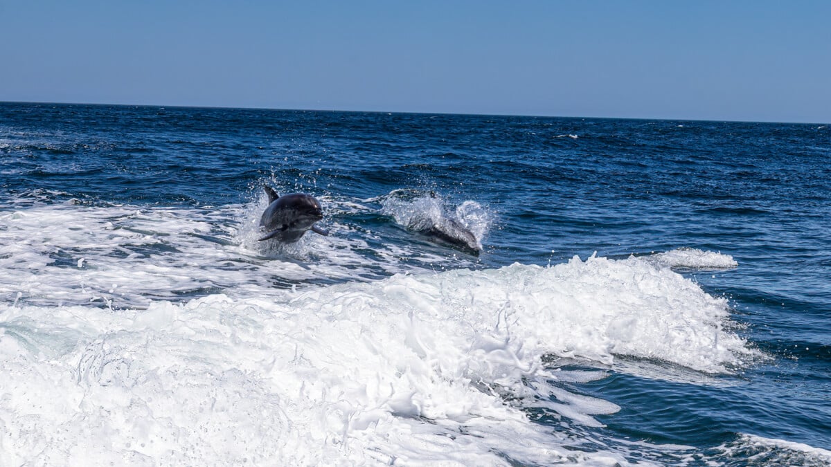 As the fishing charter picked up speed, the wake behind the boat rose up in waves nearly six feet high. Suddenly, dolphins were flying out of the waves, across the water, and diving back into the bay, playfully keeping pace with the boat. Photo by Eric Jay Toll