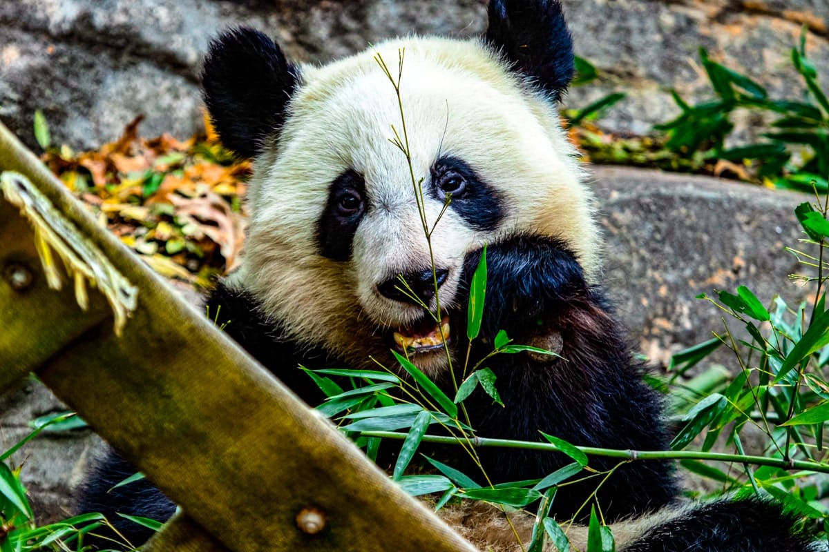 Giant Panda Cub