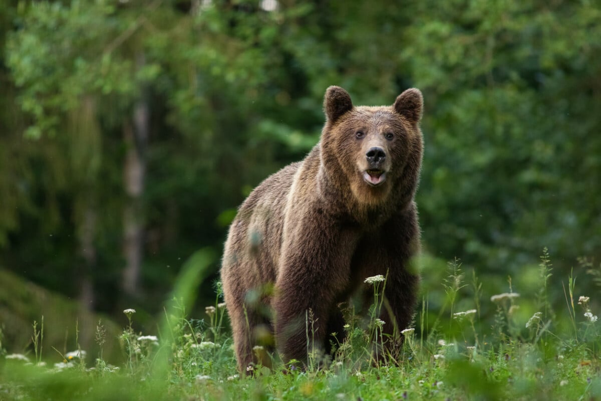 Large Carpathian brown bear predator portrait, while looking in the camera in natural environment in the woods of Romania Europe, with green background. balkan tours