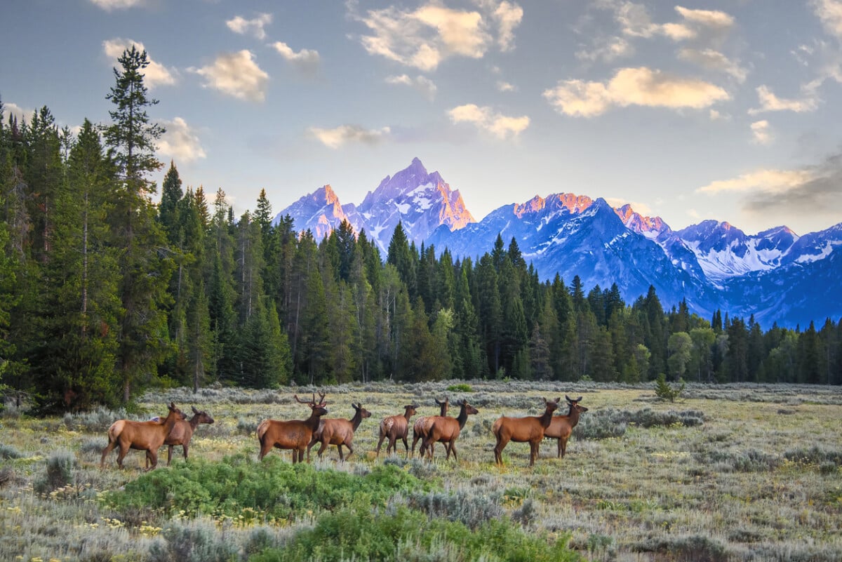 Elk Herd in the Meadow, Jackson Hole, Wyoming. A male stag elk is seen with his harem walking through a meadow at sunset.