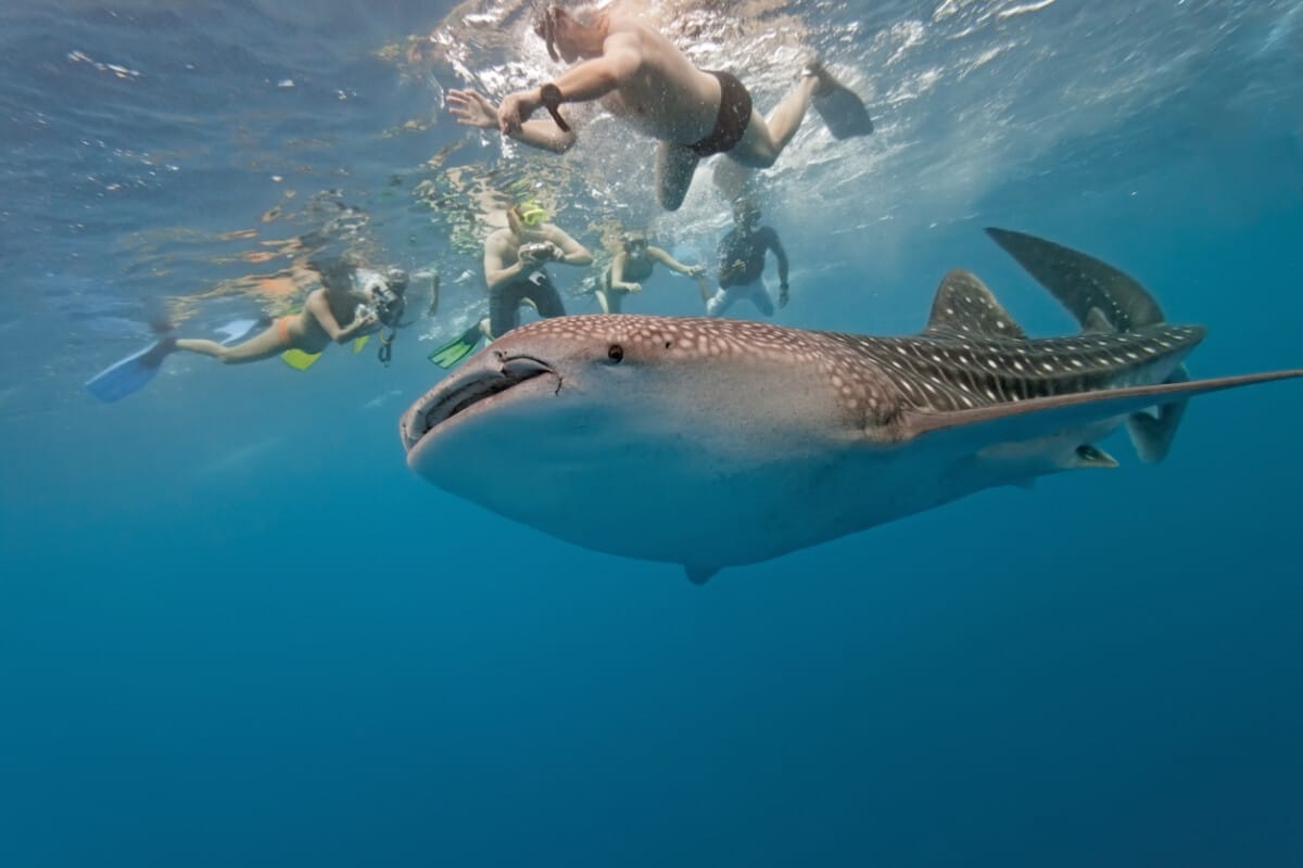 Snorkeling people swimming with whale sharks in Baja California.