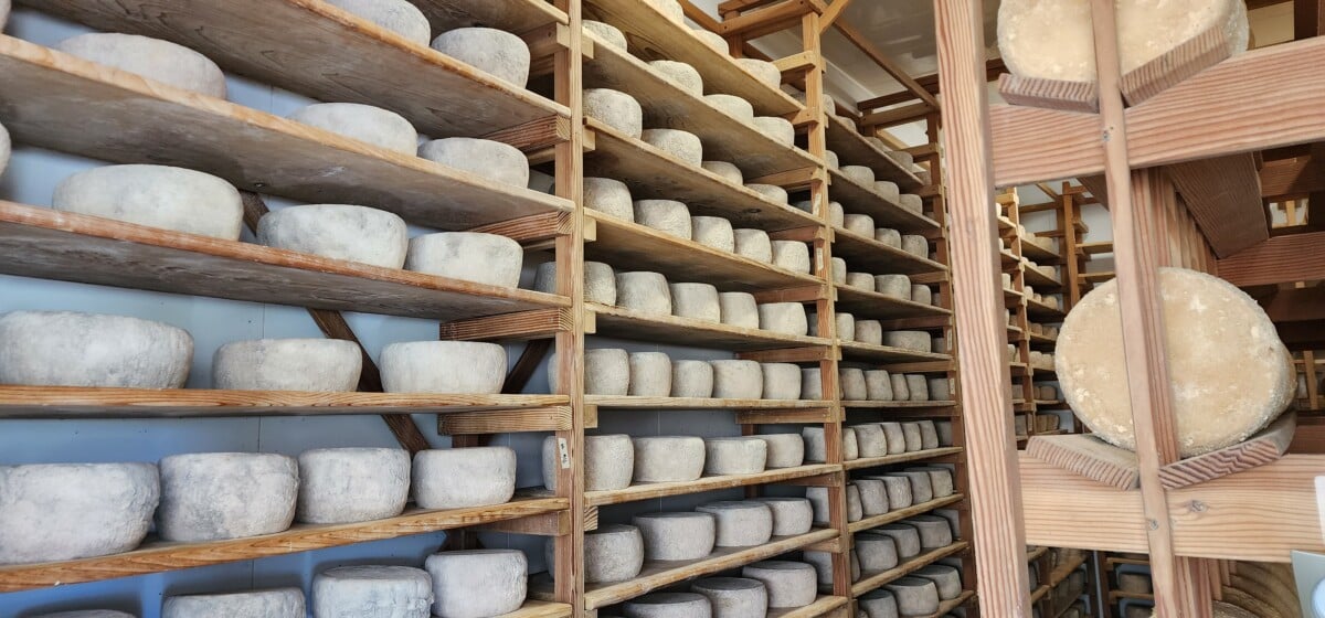 Cheese aging at Achadinha Cheese Company on the California Cheese Trail.